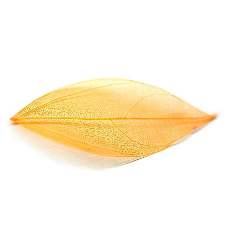Missguoguo-Vraie fleur séchée pour la décoration des ongles, effet 3D naturel, accessoire de manucur