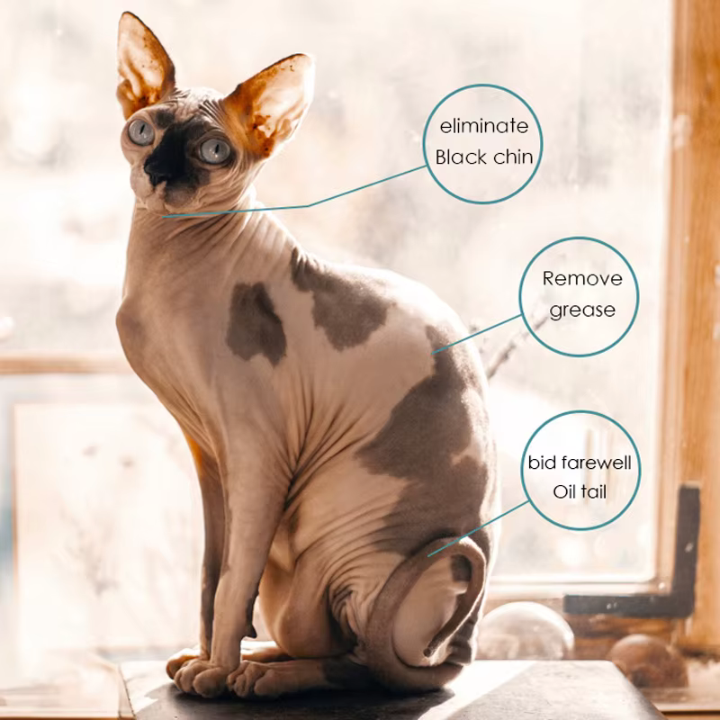 Gel douche pour chat, shampoing sphhinx canadien, lavage du corps pour animaux de compagnie, sans poils, spécial lavage du corps pour contrôle de l'huile, 500ml