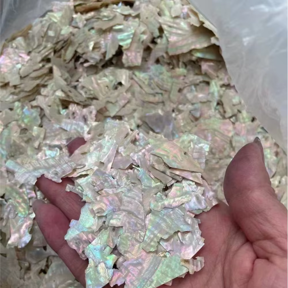 Breloques à ongles en coquillage d'ormeau naturel