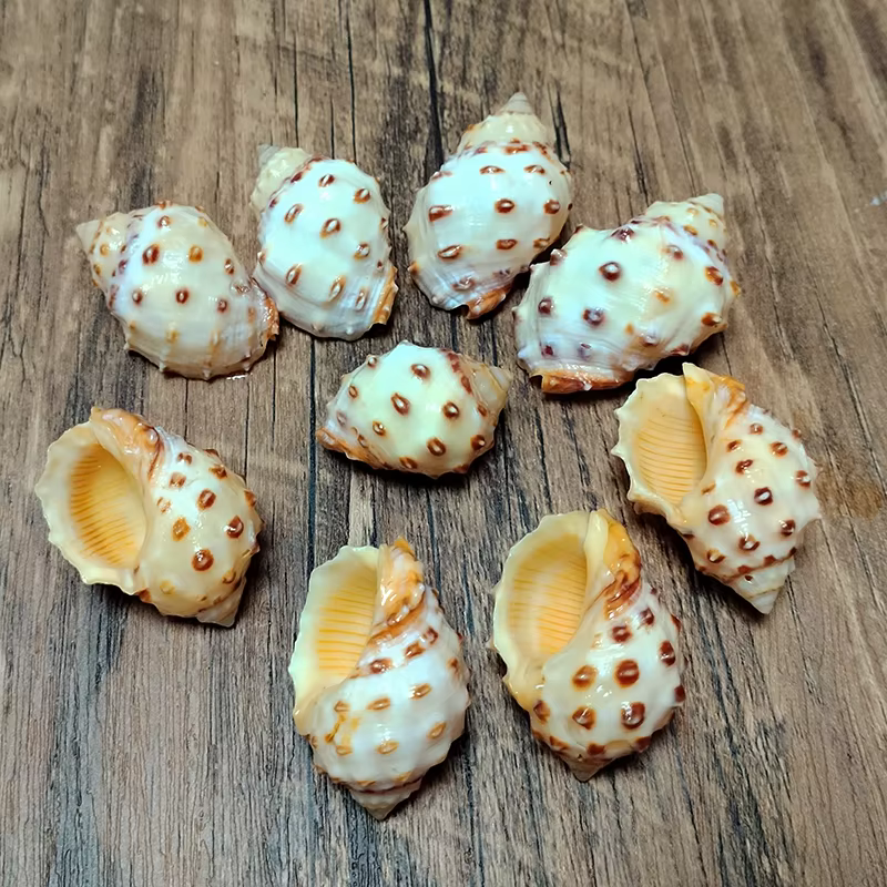 Coquilles thaïlandaises Bronni jaunes, 5 pièces, escargot naturel, Aquarium, décoration de paysage, spécimen, artisanat de bricolage pour décor nautique
