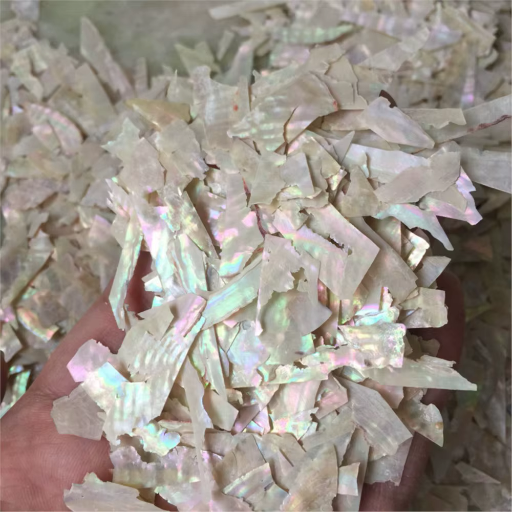 Breloques à ongles en coquillage d'ormeau naturel
