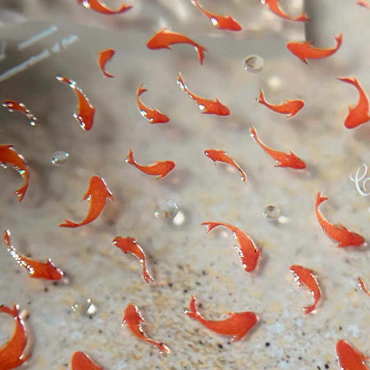 Autocollants pour ongles en forme de poisson Koi rouge