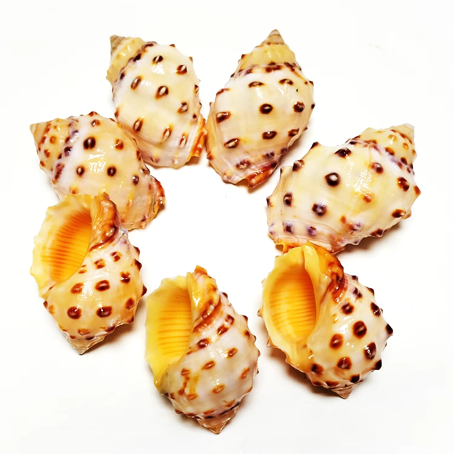 Coquilles thaïlandaises Bronni jaunes, 5 pièces, escargot naturel, Aquarium, décoration de paysage, spécimen, artisanat de bricolage pour décor nautique